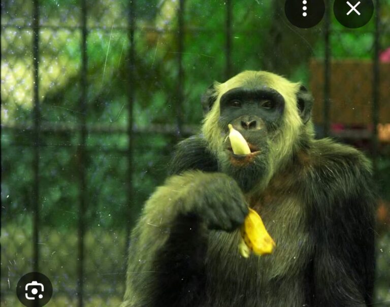 Macaquices na política – vote certo!!